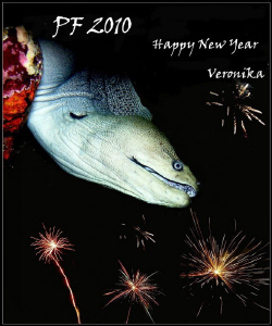 Happy New Year by Veronika Matějková 